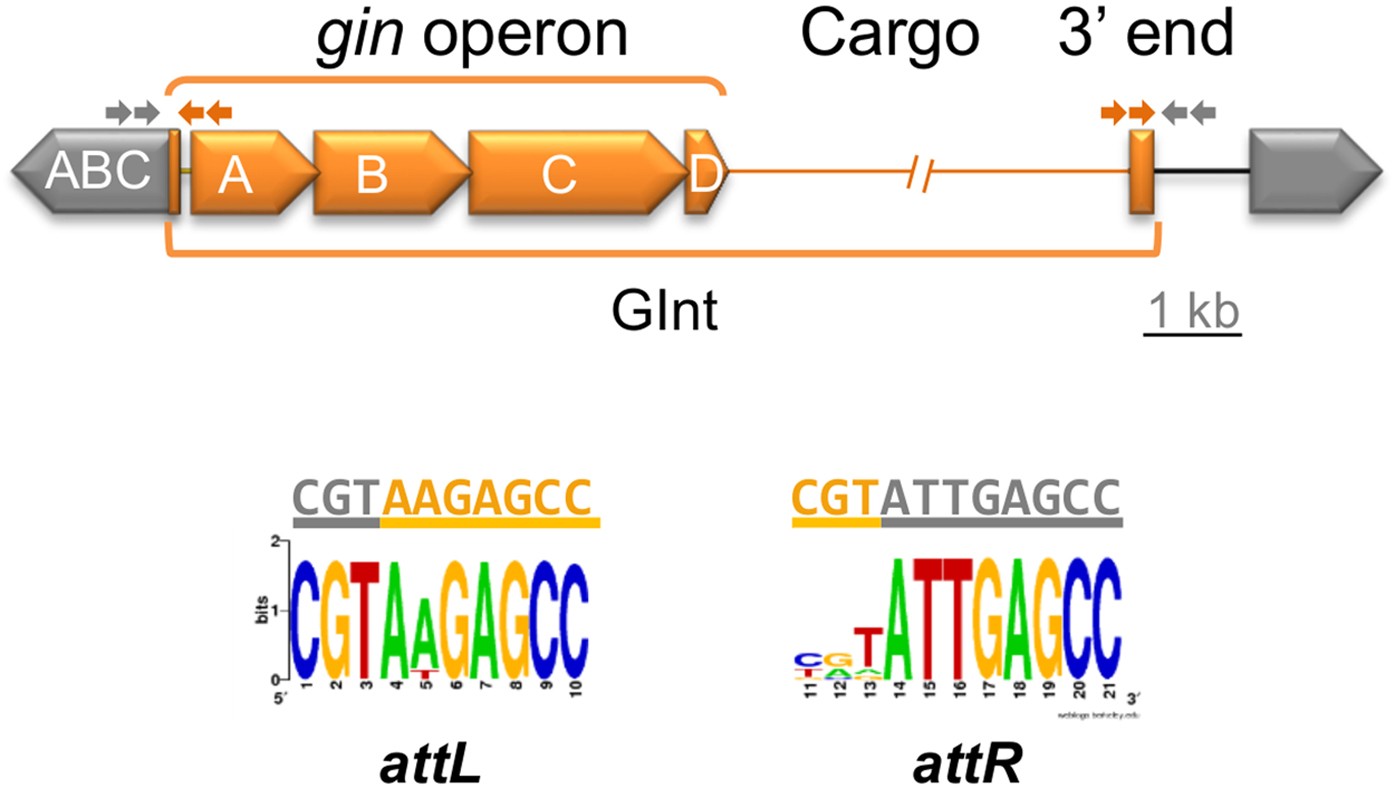 Four genes essential for recombination define GInts, a new type of mobile  genomic island widespread in bacteria | Scientific Reports