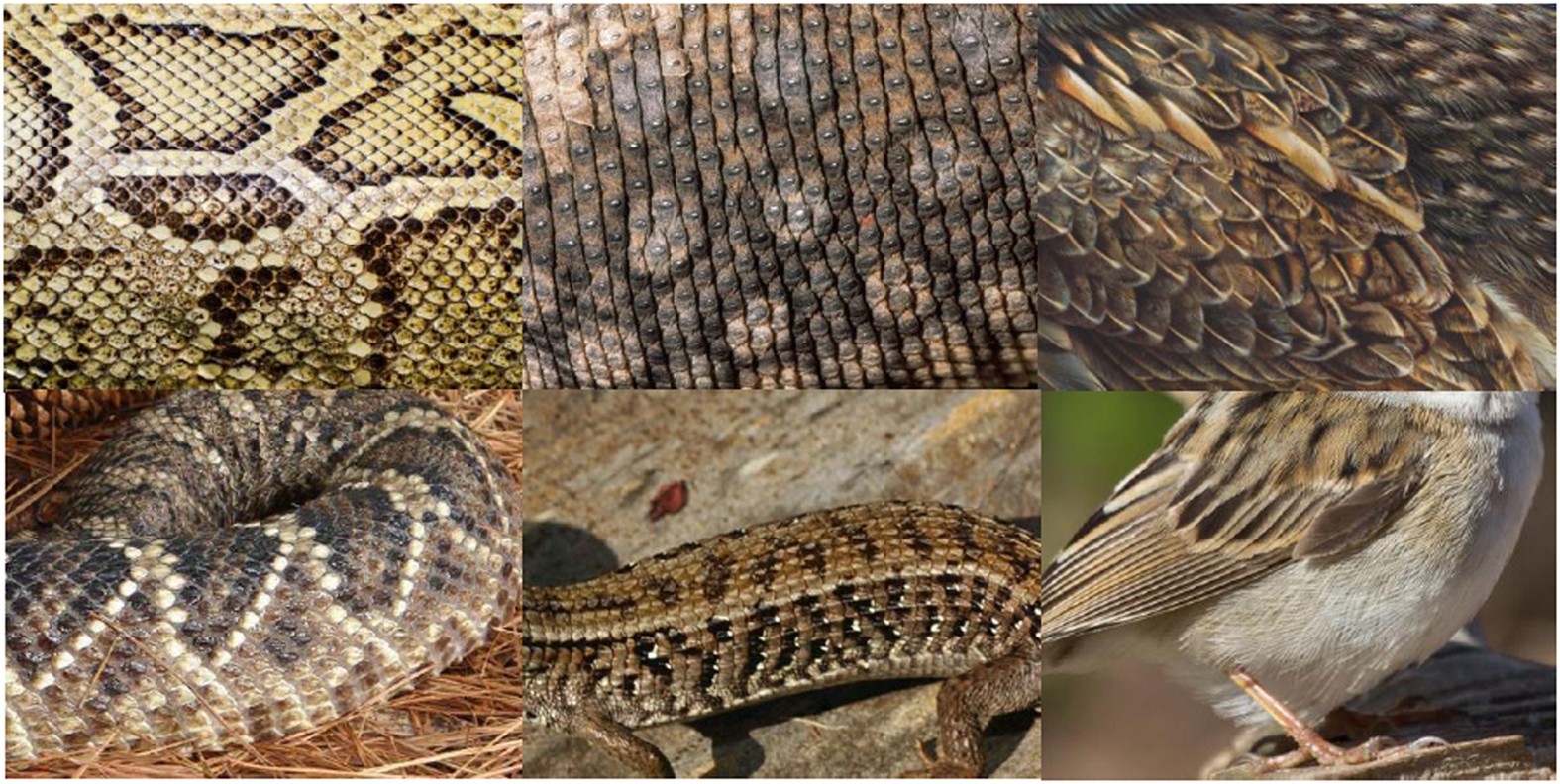 Snake scales, partial exposure, and the Snake Detection Theory: A human  event-related potentials study