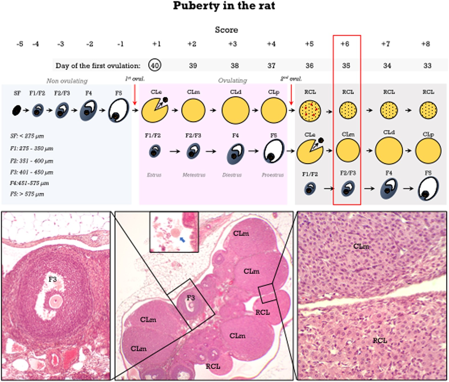 Pre pubertal girls nude  Development and validation of a method for precise dating of female puberty  in laboratory rodents: The puberty ovarian maturation score (Pub-Score) |  Scientific Reports