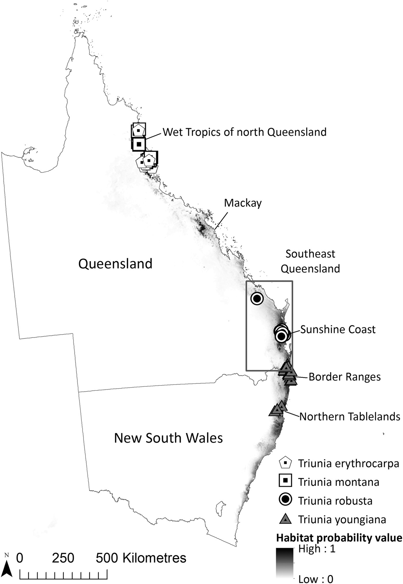 The relationship between climate change and the endangered rainforest shrub  Triunia robusta (Proteaceae) endemic to southeast Queensland, Australia |  Scientific Reports
