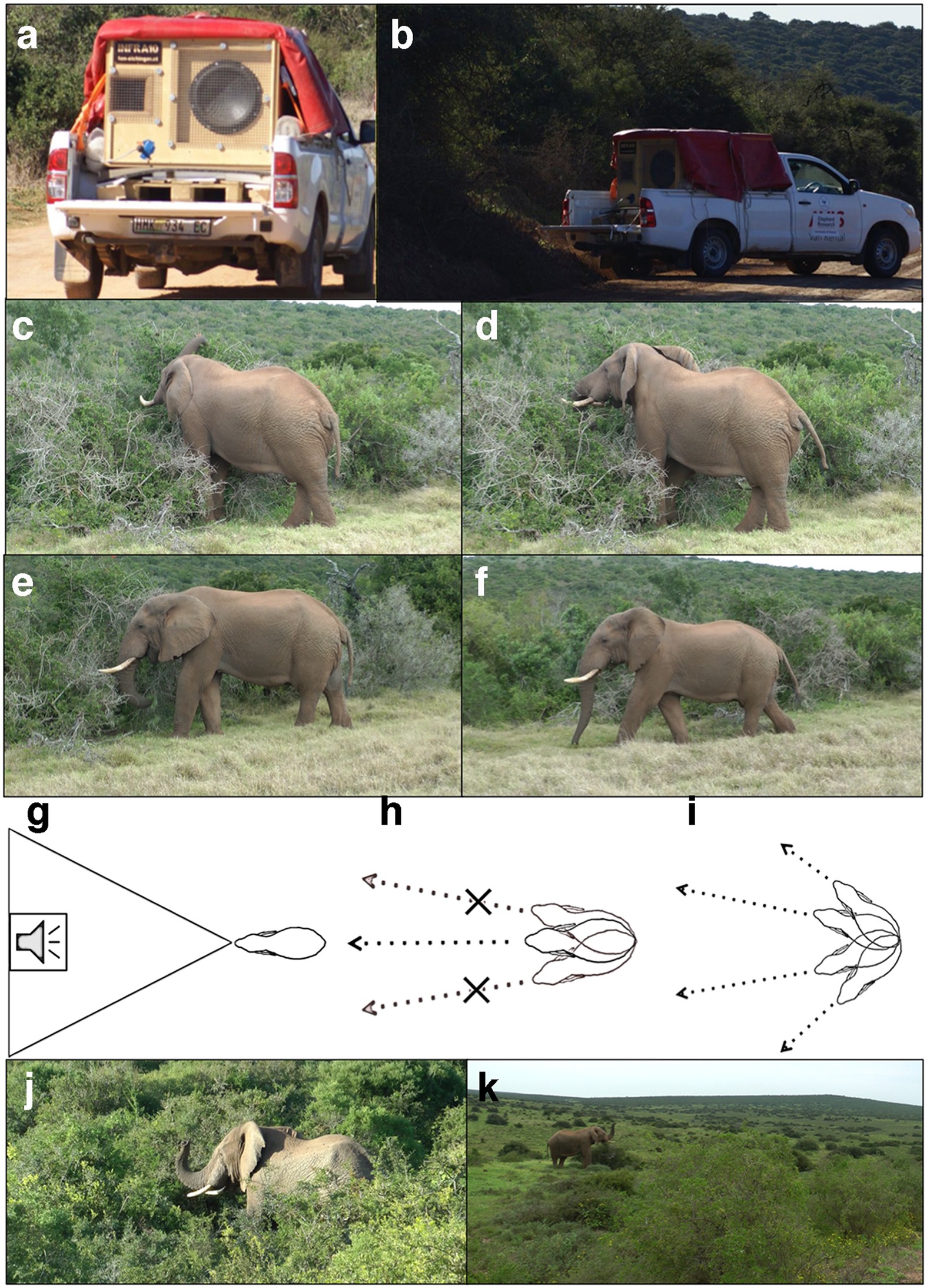 Male African elephants discriminate and prefer vocalizations of unfamiliar females Scientific Reports