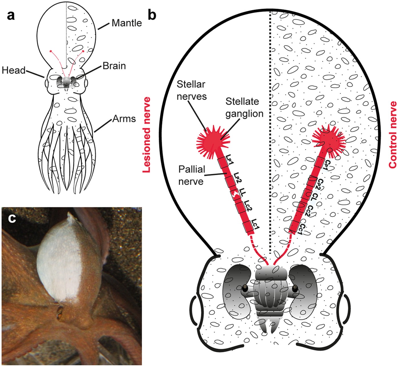 Nerve degeneration and regeneration in the cephalopod mollusc Octopus  vulgaris: the case of the pallial nerve | Scientific Reports