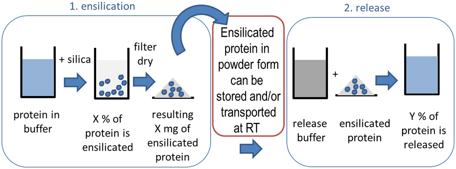 Thermal Stability Storage And Release Of Proteins With