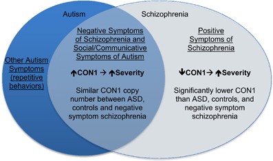 Autism symptoms