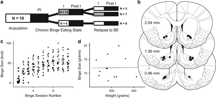 Subthalamic nucleus connectivity in binge drinkers and