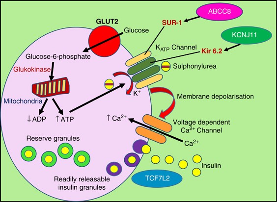 sulfonylurea and glp 1 combination Sulfonylureas 4. Practical Considerations for Integrating