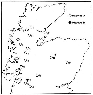 Multiple Origins For Scots Pine Pinus Sylvestris L In Scotland Evidence From Mitochondrial Dna Variation Heredity