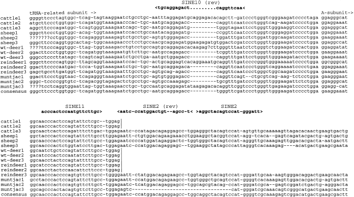 Inter- and intraspecies comparison of phylogenetic fingerprints