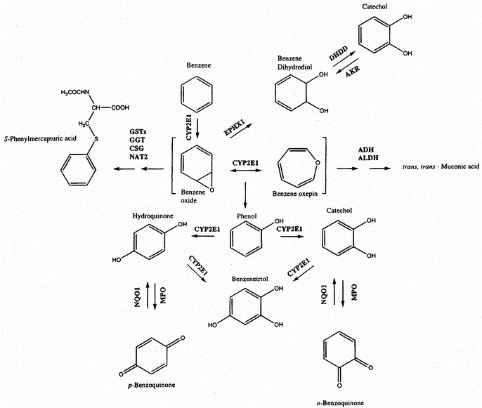 Is there only 1 toxic metabolite of benzene