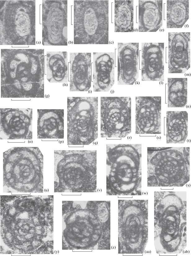 Figure 2 Foraminifers From The Bashkirian Stage Middle Carboniferous Deposits Of The Southern Part Of The Cis Uralian Foredeep Springerlink
