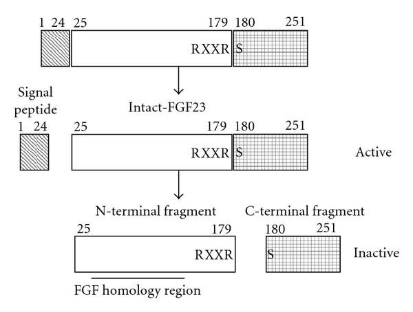 fibroblast growth factor 23 fgf23 and disorders of phosphate