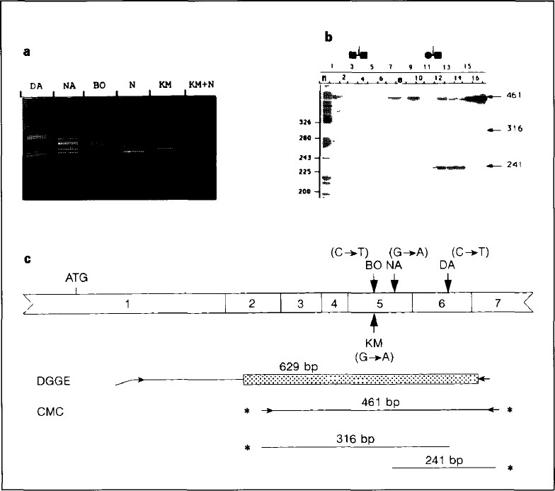 Screening for Tay‐Sachs disease carriers by full‐exon sequencing