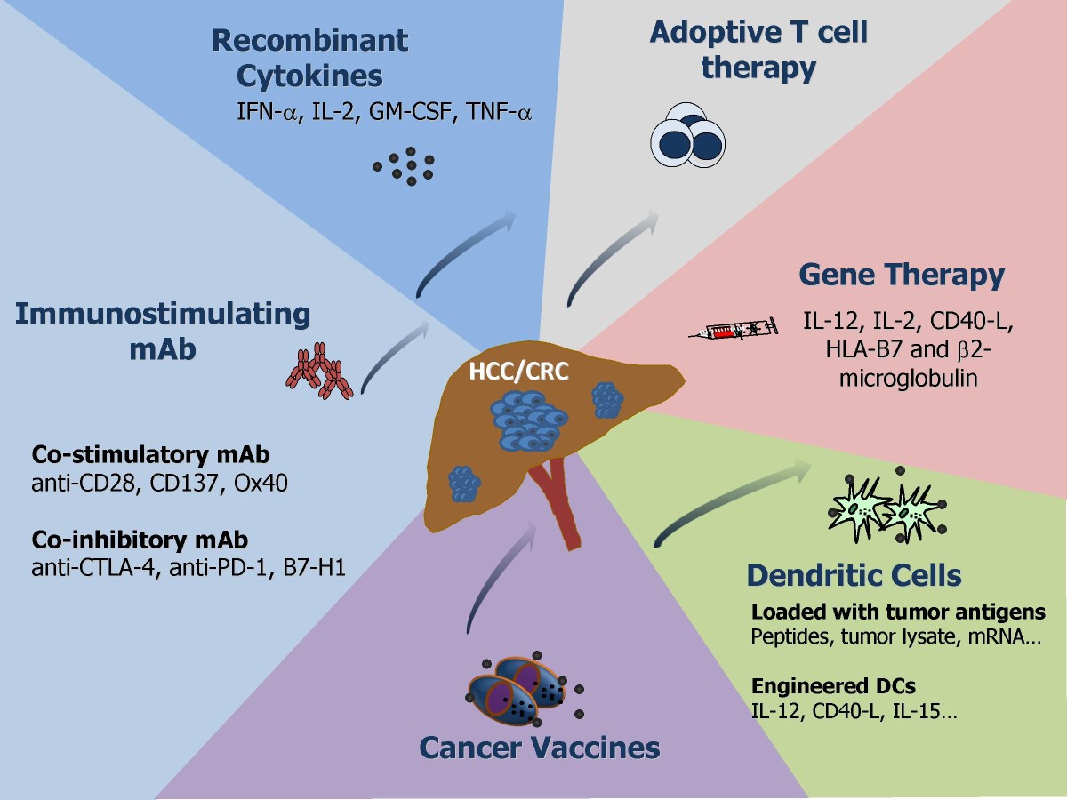 Immunotherapy for liver tumors present status and future