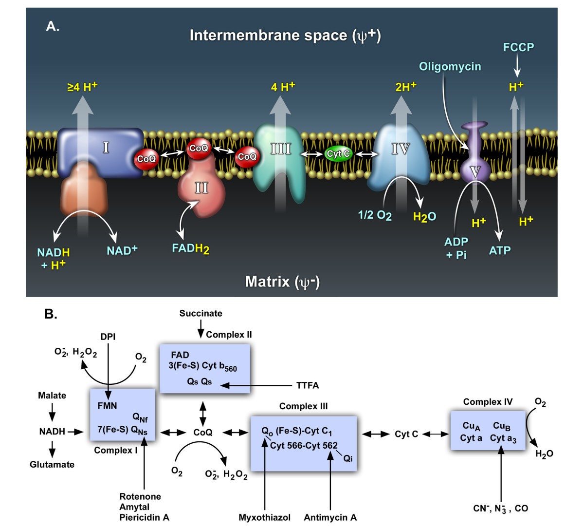 Antioxidant journal