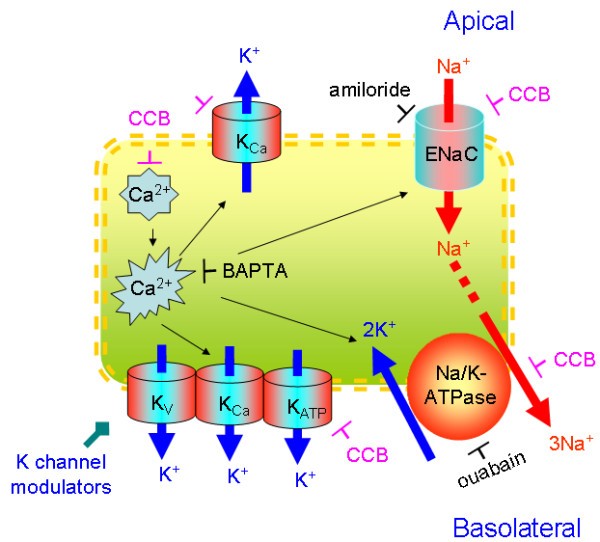 Figure 11