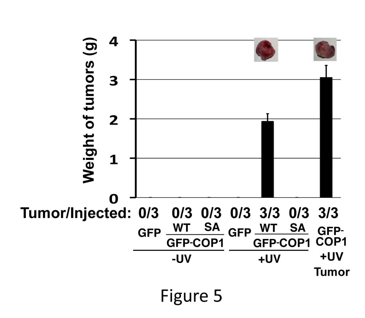 Figure 5