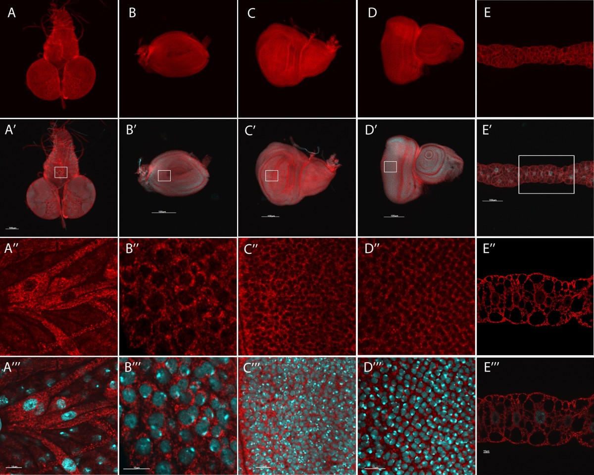 Figure 4