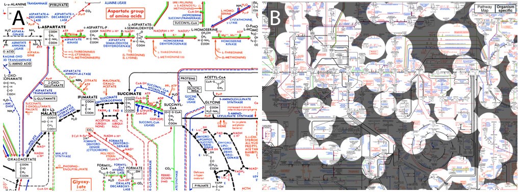 Biochemical Pathways Wall Chart