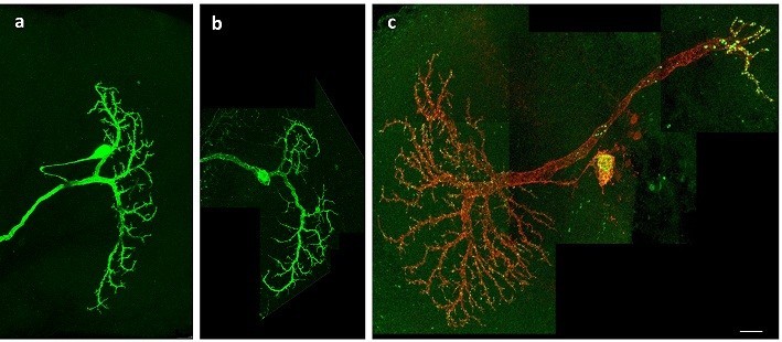 Figure 5