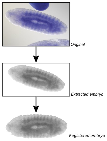 Figure 9