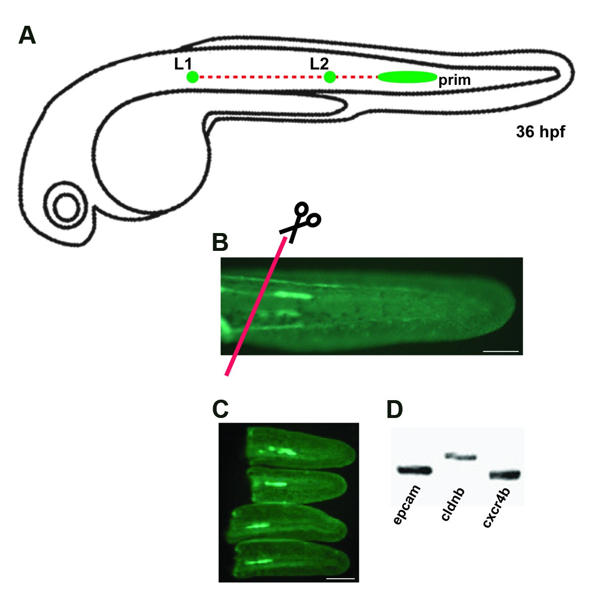 Molecular dissection of the migrating posterior lateral line primordium