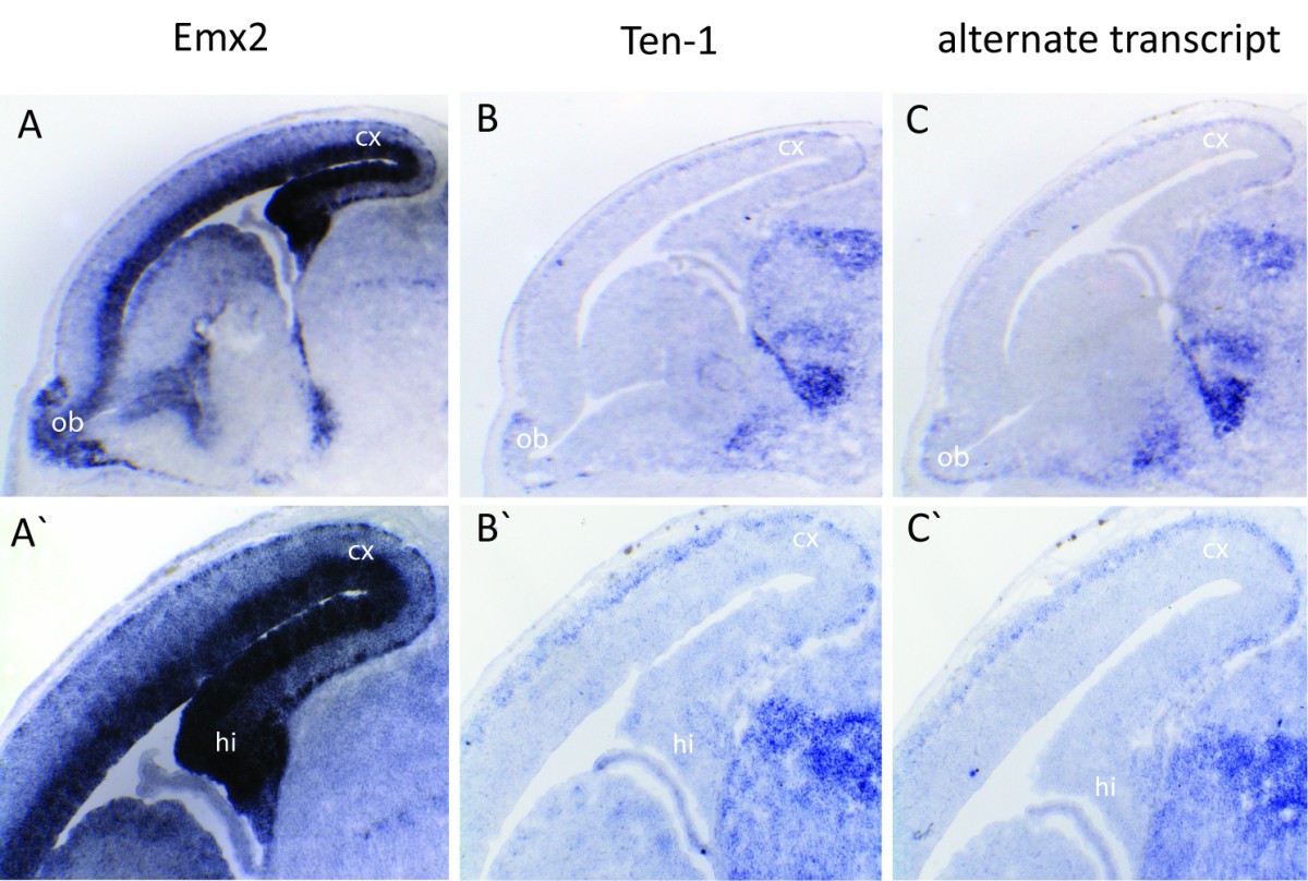 Figure 5