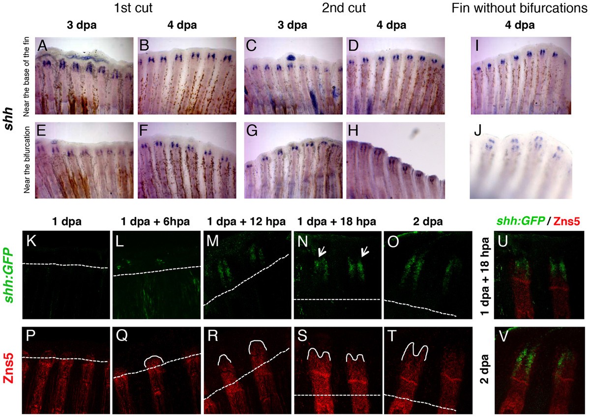 Figure 3 