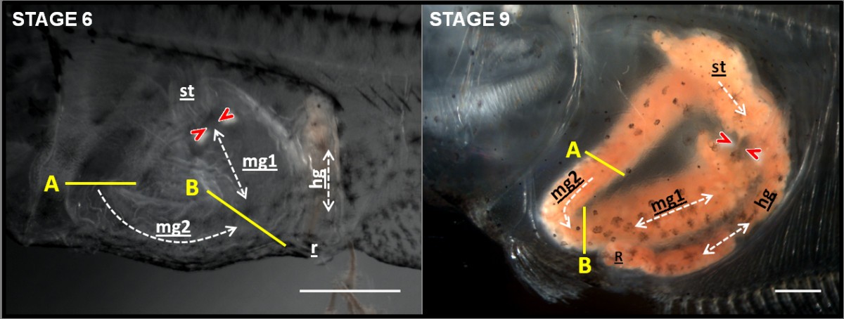 Figure 7