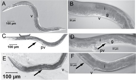 Postembryonic RNAi in Heterorhabditis bacteriophora: a nematode insect  parasite and host for insect pathogenic symbionts, BMC Developmental  Biology