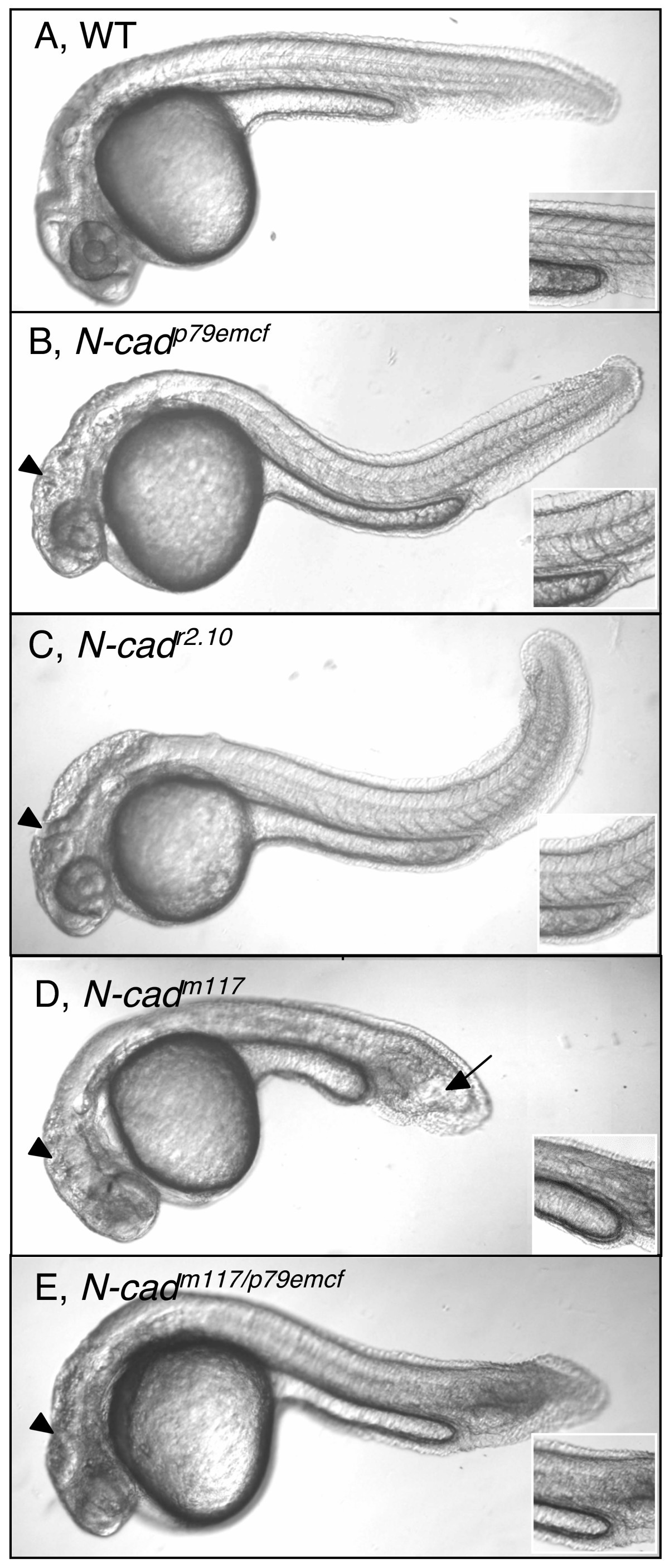 Cadherin Mediated Adhesion Regulates Posterior Body Formation Bmc Developmental Biology Full Text