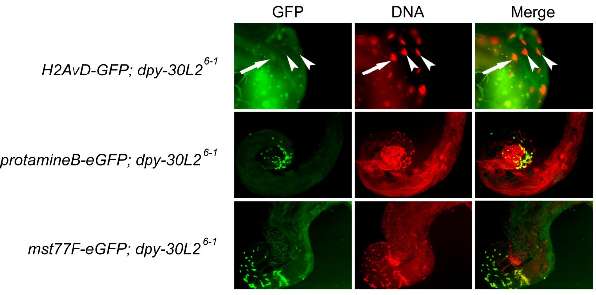 Figure 6