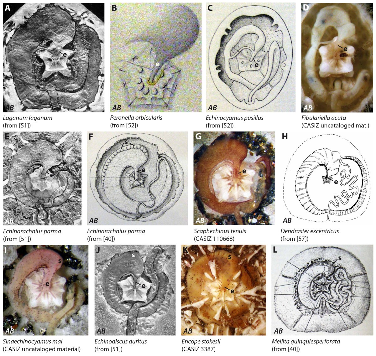 Origin And Evolutionary Plasticity Of The Gastric Caecum In Sea Urchins Echinodermata Echinoidea Bmc Ecology And Evolution Full Text
