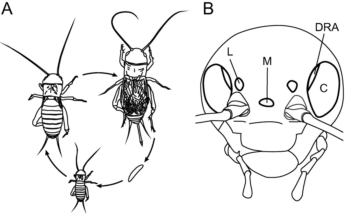 cricket life cycle