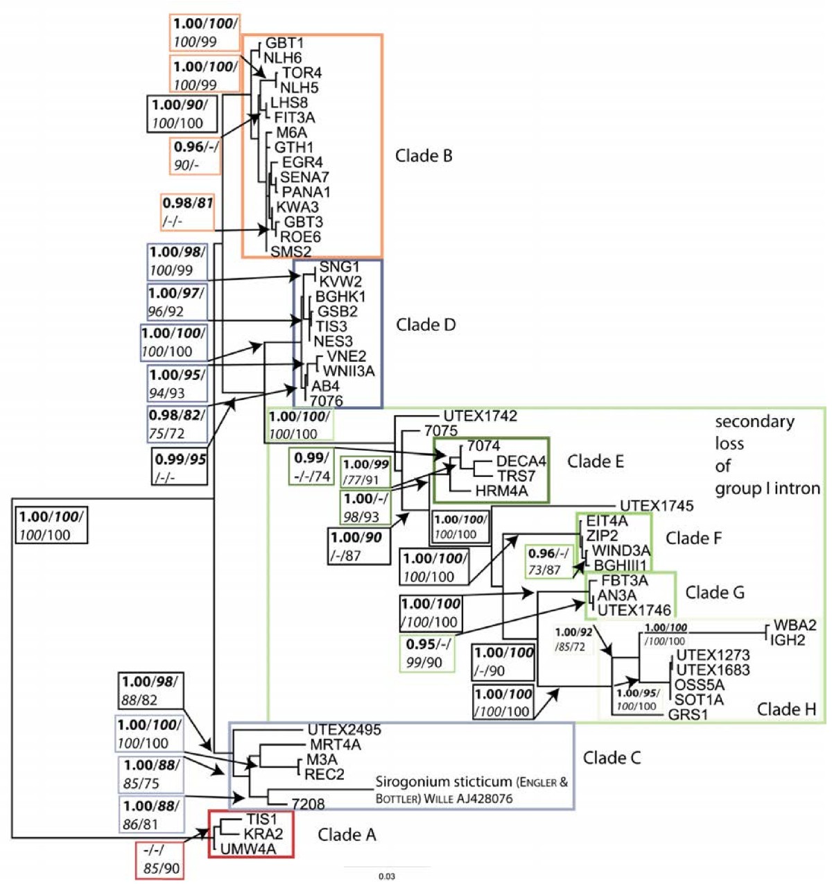 Spirogyra Diagram With Labels Image collections - How To 