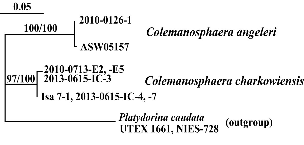 Figure 4