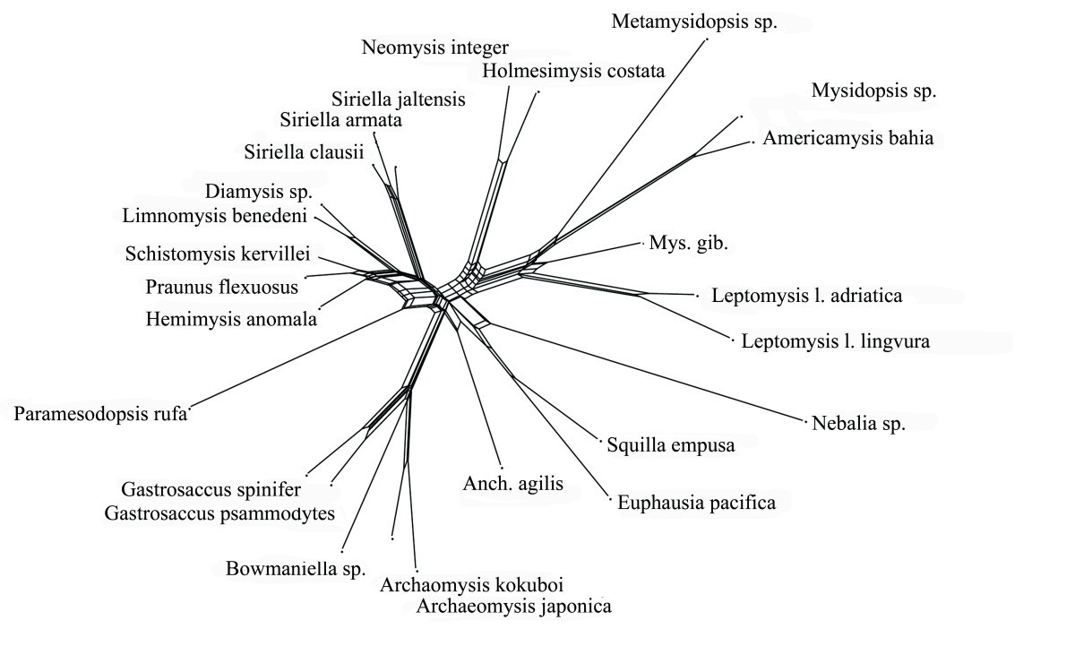 visualizing differences in phylogenetic information content of homology analogy homoplasy venn diagram