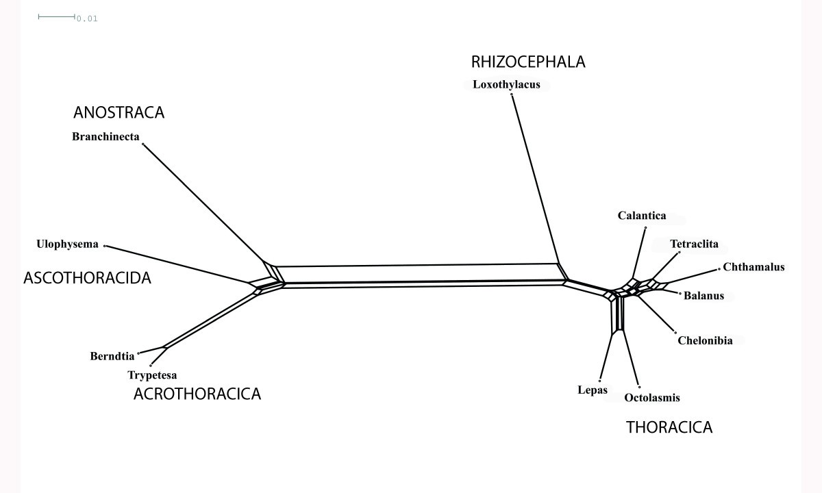 visualizing differences in phylogenetic information content of homology analogy homoplasy venn diagram