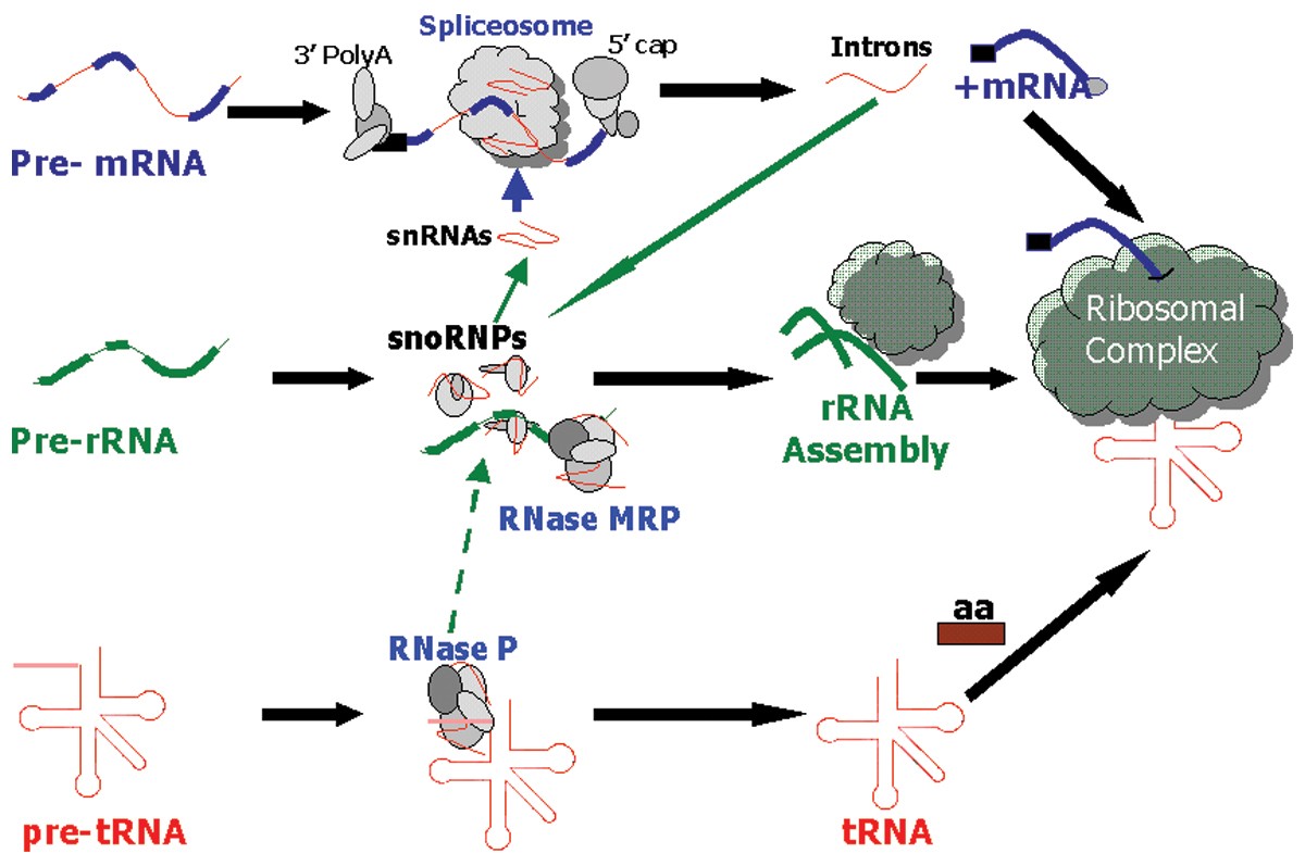 rna processing