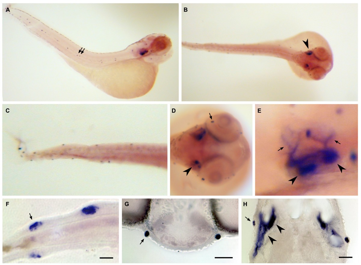 Figure 12