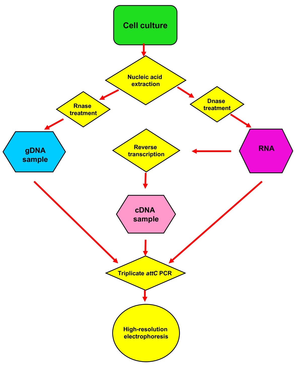 Transcription Flow Chart