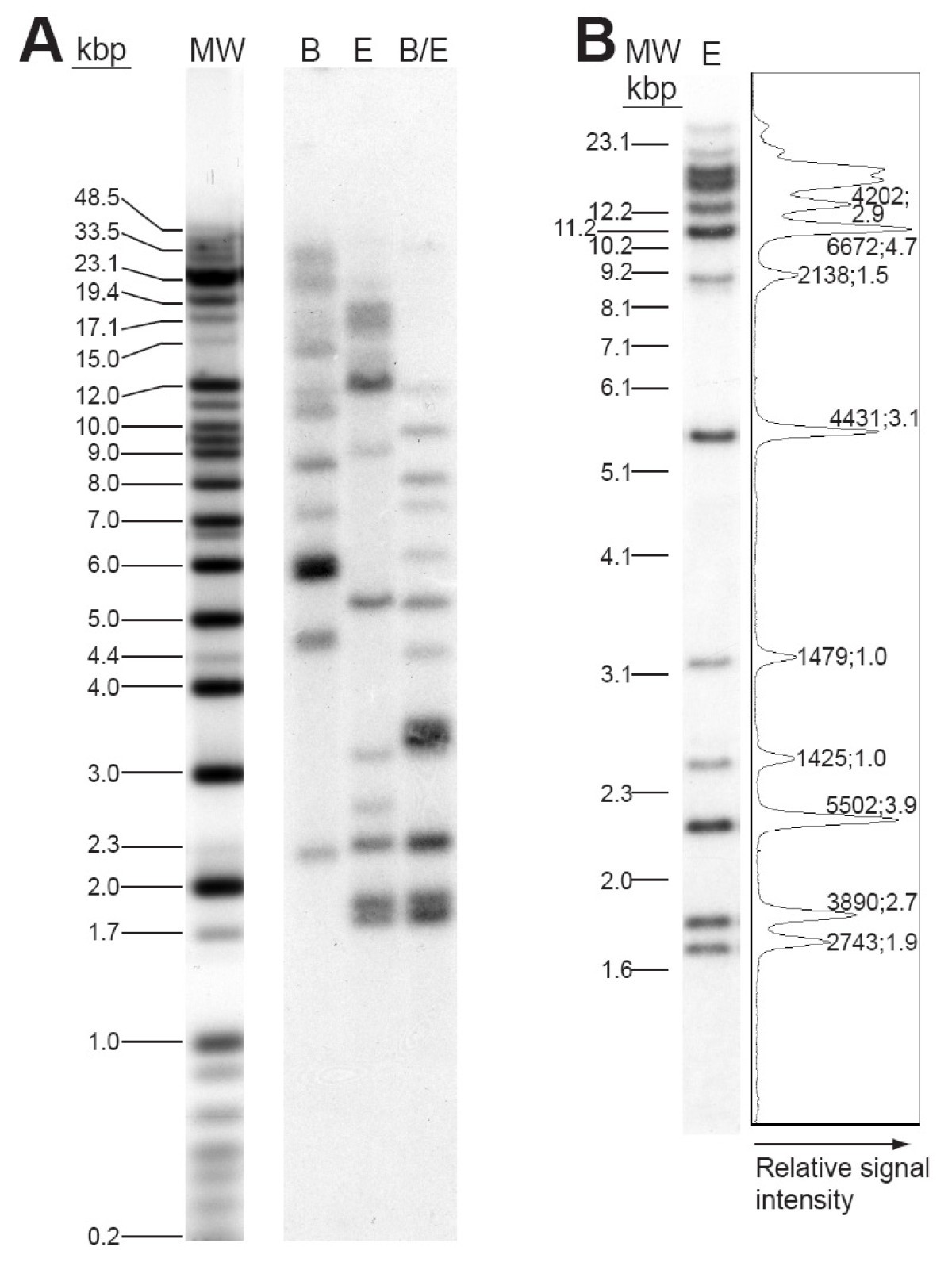 U3 Snorna Genes Are Multi Copy And Frequently Linked To U5