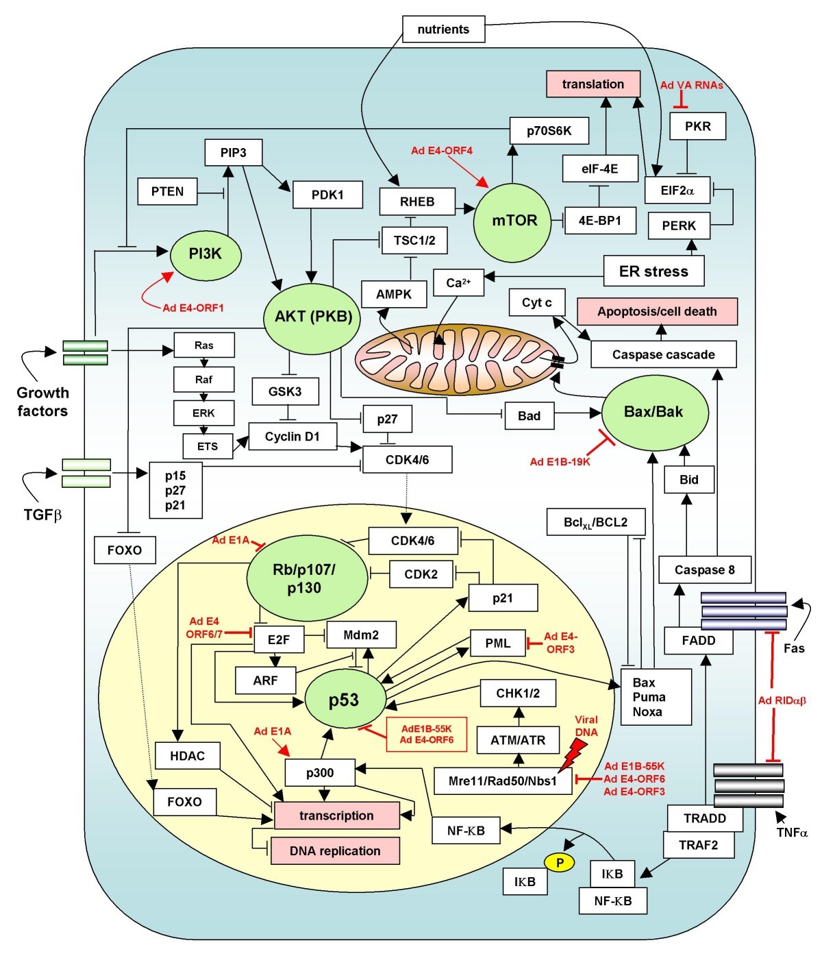 Figure 13