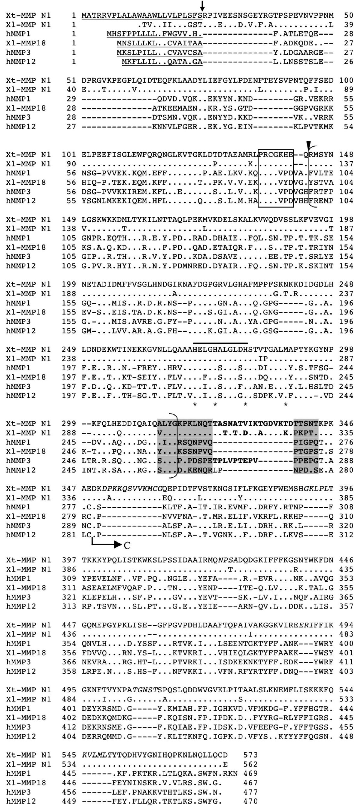 Genome Wide Identification Of Xenopus Matrix Metalloproteinases Conservation And Unique Duplications In Amphibians Bmc Genomics Full Text Genome Wide Identification Of Xenopus Matrix Metalloproteinases Conservation And Unique Duplications In Amphibians Bmc Genomics Full Text