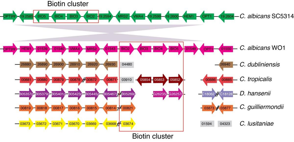 Figure 4