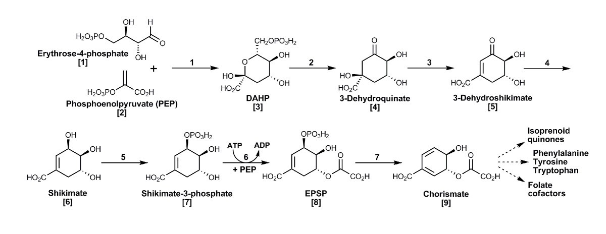 Global genome analysis of the shikimic acid pathway reveals greater