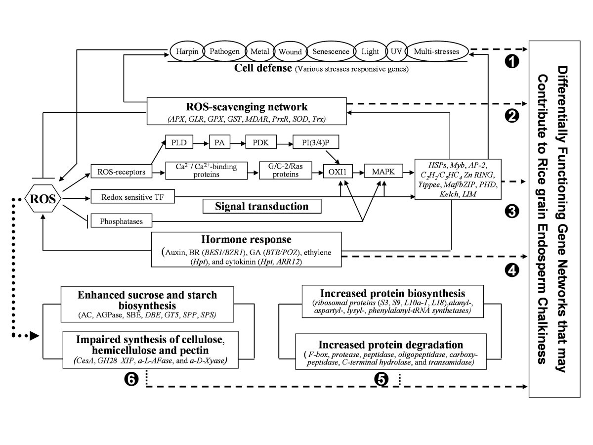 Transcriptome Analysis Of Grain Filling Caryopses Reveals Involvement Of Multiple Regulatory Pathways In Chalky Grain Formation In Rice Bmc Genomics Full Text Transcriptome Analysis Of Grain Filling Caryopses Reveals Involvement Of Multiple Regulatory Pathways In Chalky Grain Formation In Rice Bmc Genomics Full Text