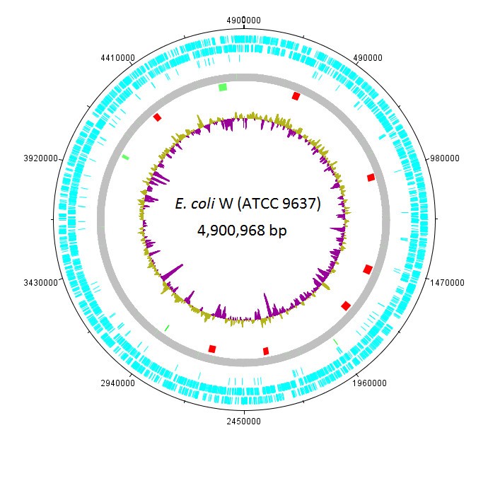 При расшифровке генома ржи. Размер генома e.coli. Геном кишечной палочки. Структура генома кишечной палочки. Размер генома кишечной палочки.