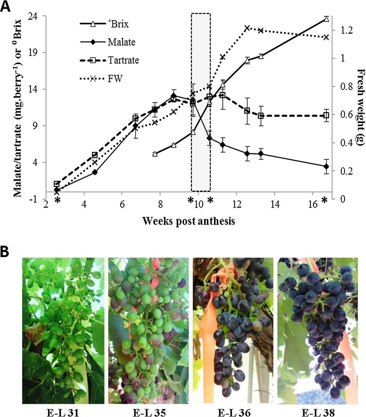Transcriptome analysis at four developmental stages of grape berry