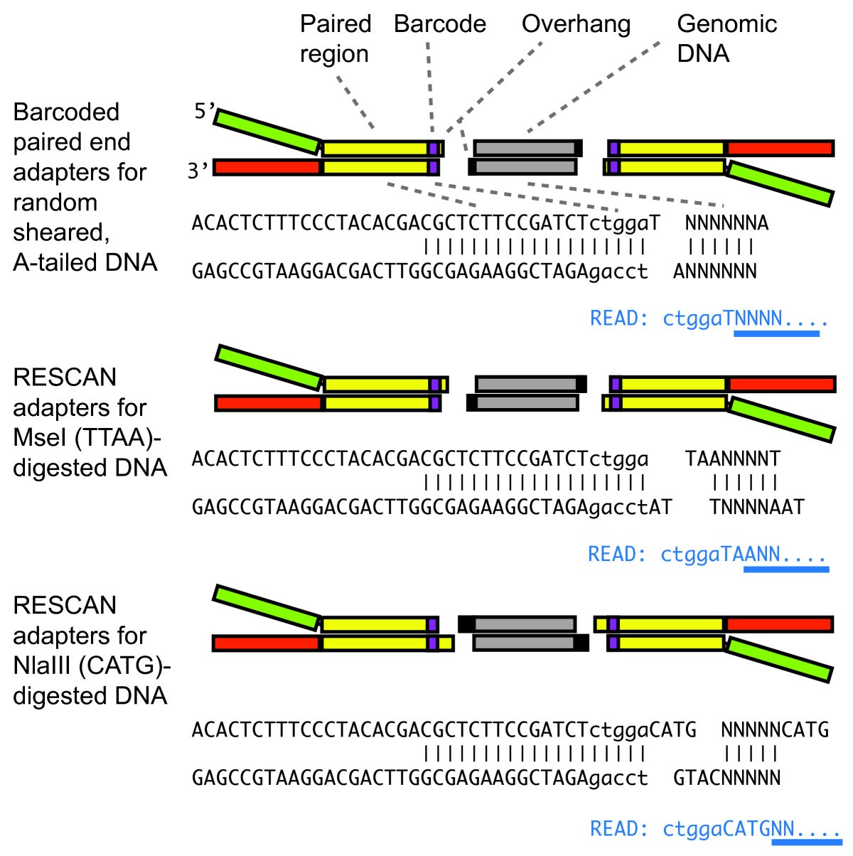 Reference genome-independent assessment of mutation density using  restriction enzyme-phased sequencing | BMC Genomics | Full Text