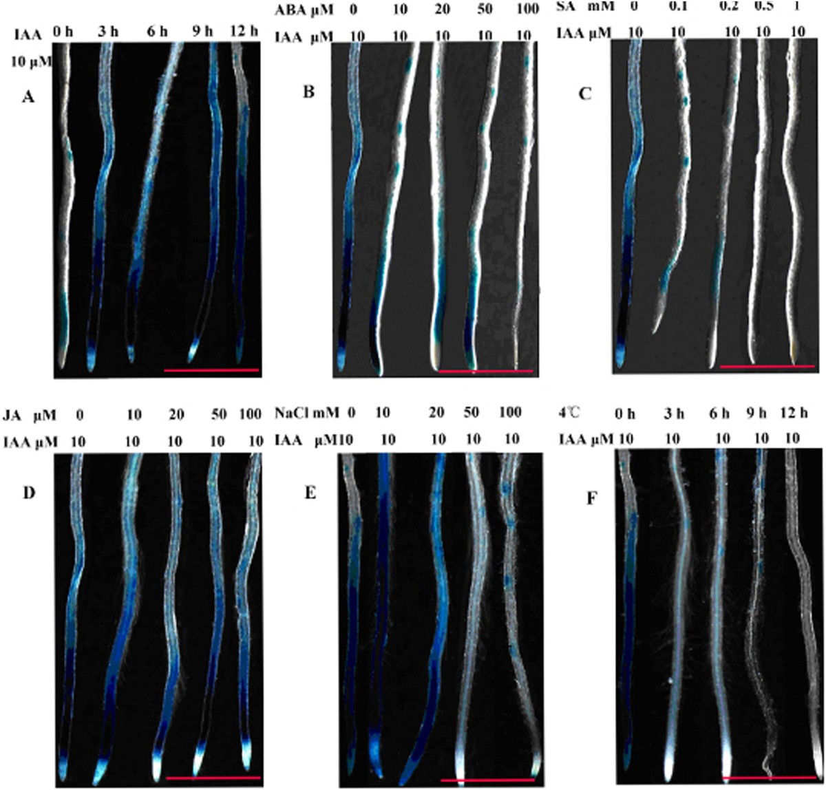 Figure 7